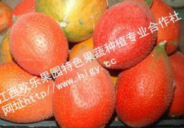 吃瓜天堂吃瓜网,带你领略网络吃瓜文化的魅力