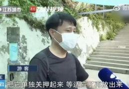 网红吃瓜警察,揭秘网络红人的真实生活与执法故事